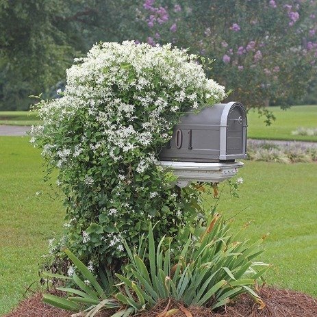 Flowering Jasmine Mailbox Garden